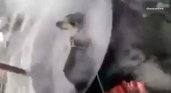 开水虐狗视频大全,揭示人性黑暗面